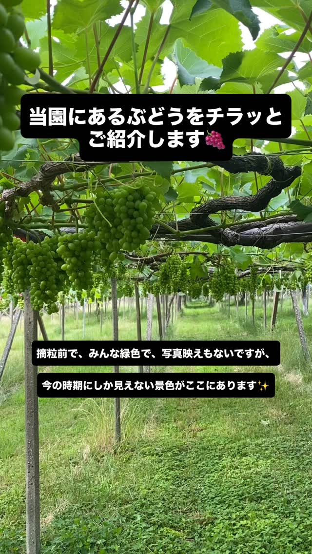 ぶどう屋さんすずきです🍇