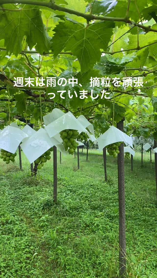 ぶどう屋さんすずきです🍇