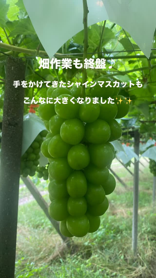 ぶどう屋さんすずきです🍇
