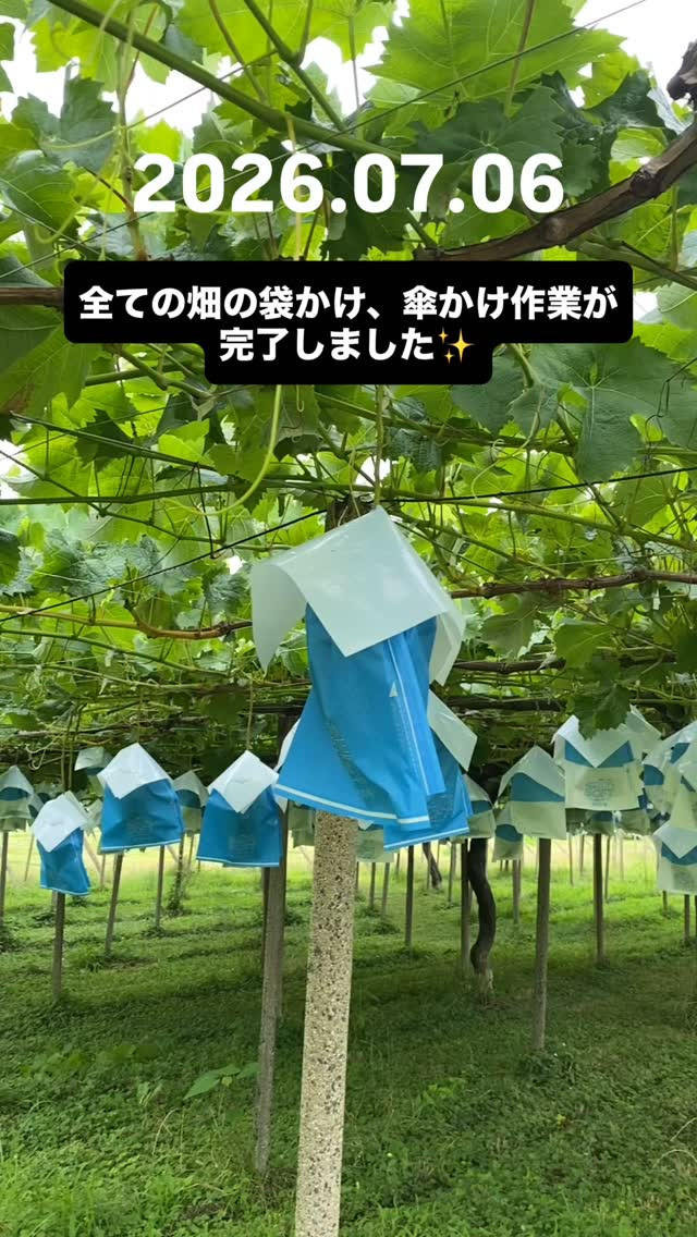 ぶどう屋さんすずきです🍇