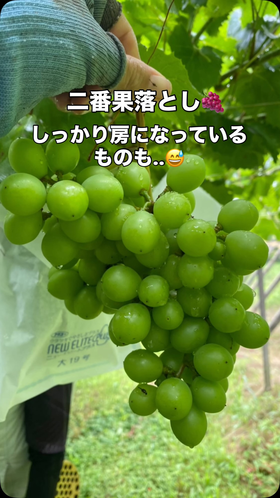 ぶどう屋さんすずきです🍇