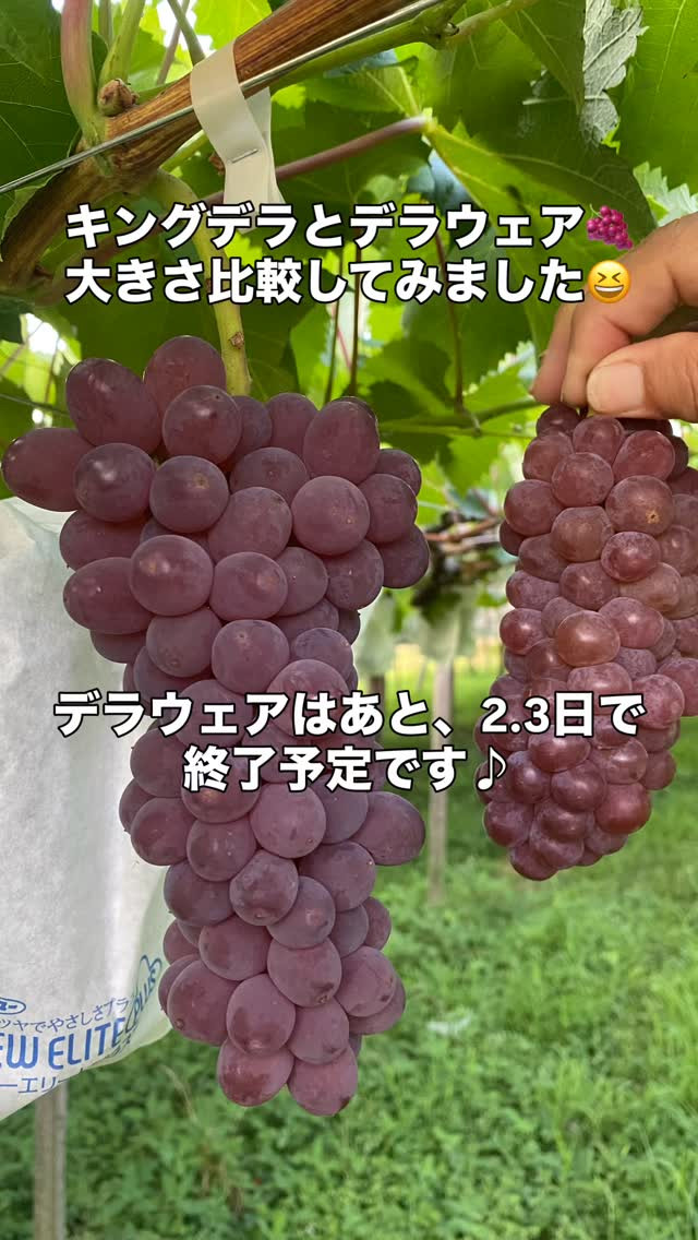 おはようございます♪