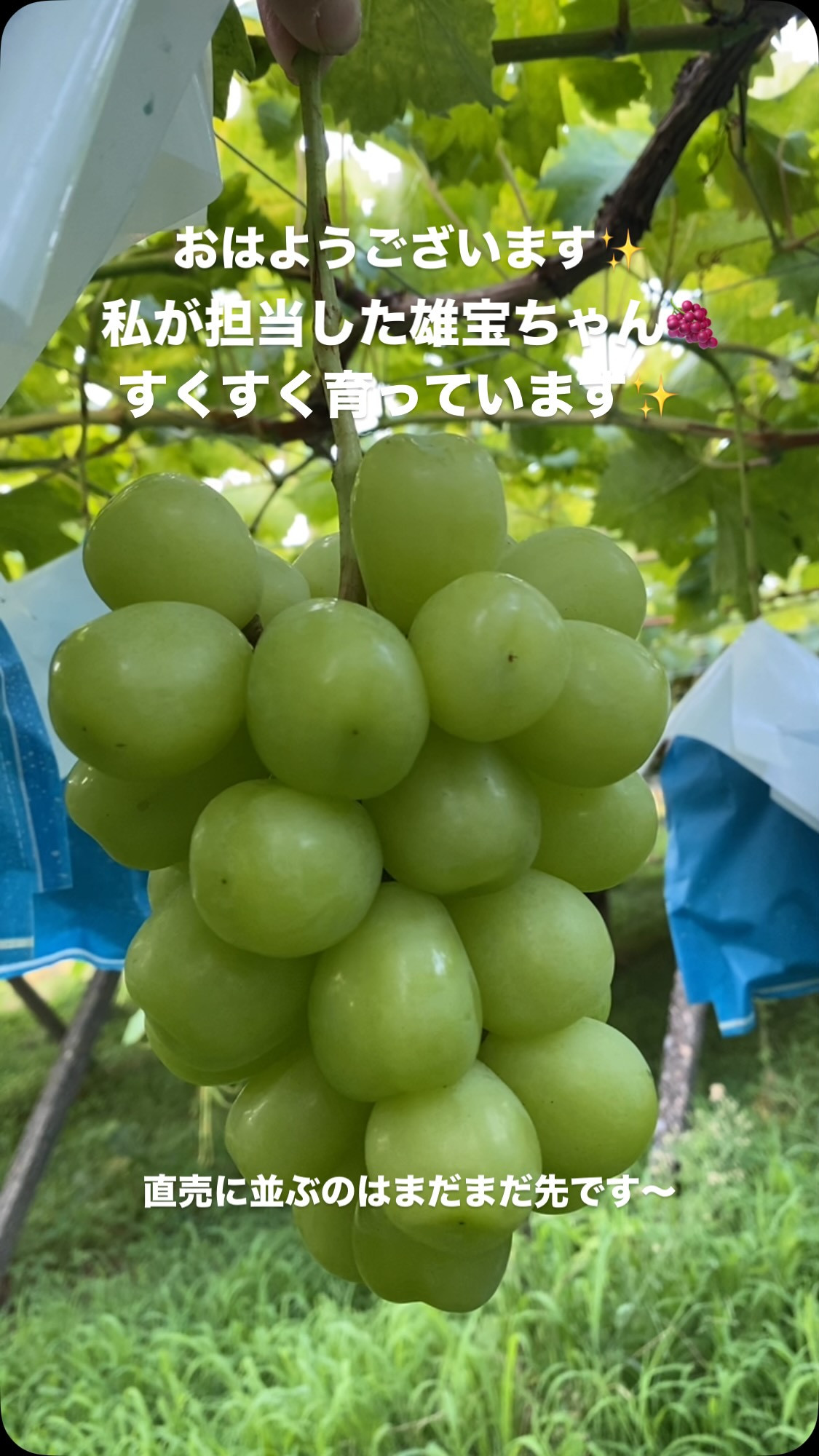 おはようございます♪