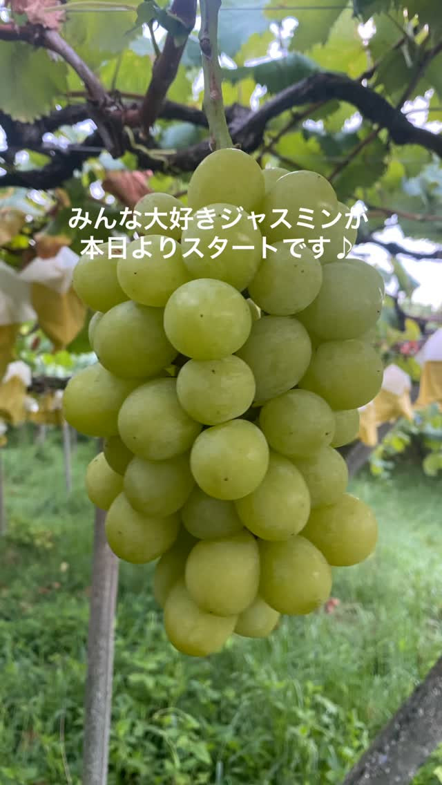 おはようございます♪