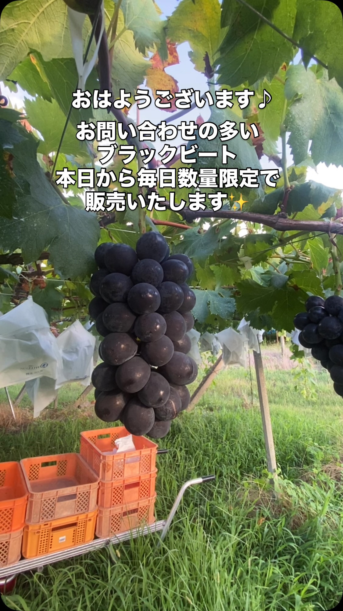 おはようございます♪