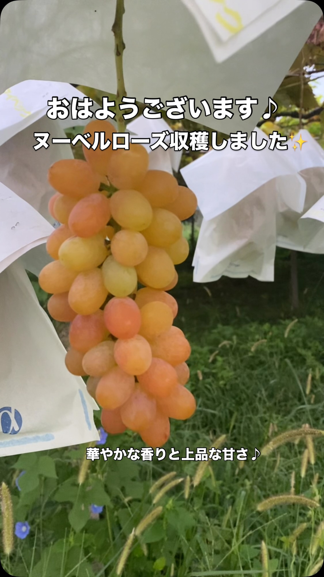 おはようございます♪